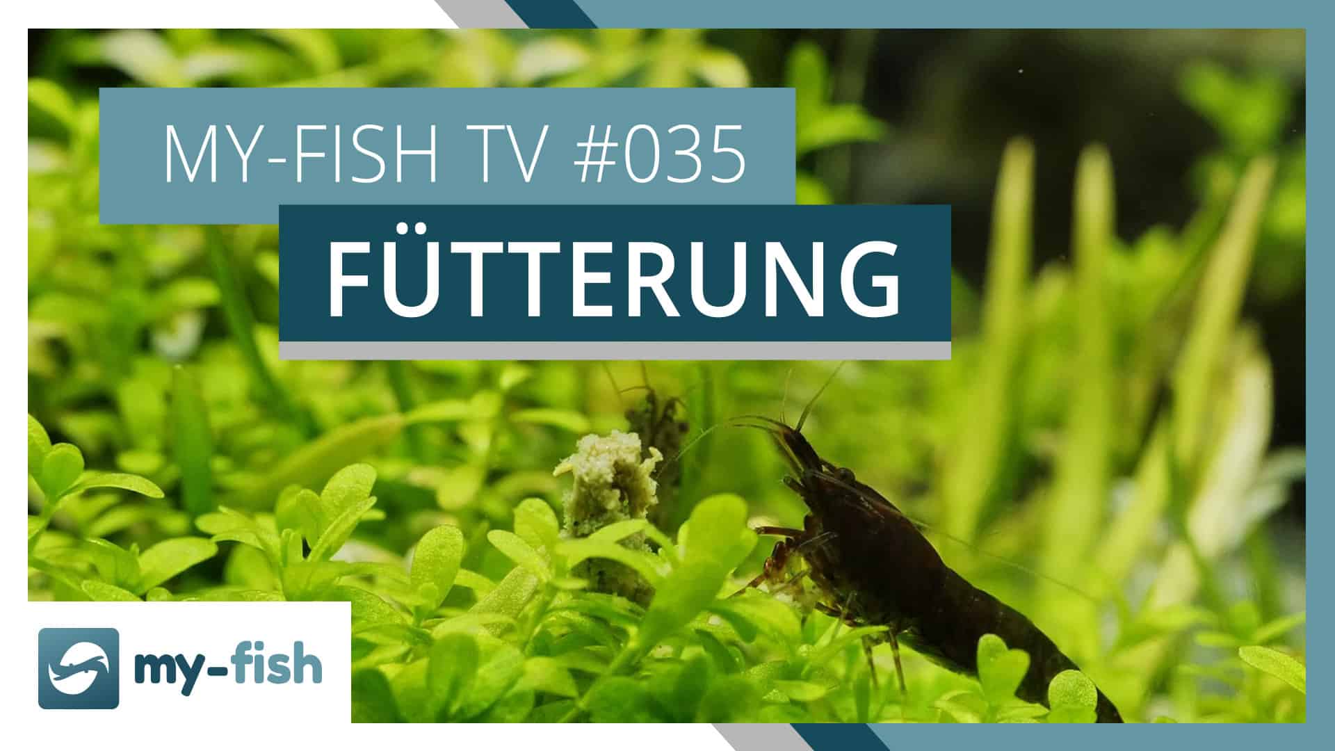 my-fish TV: Fische richtig füttern