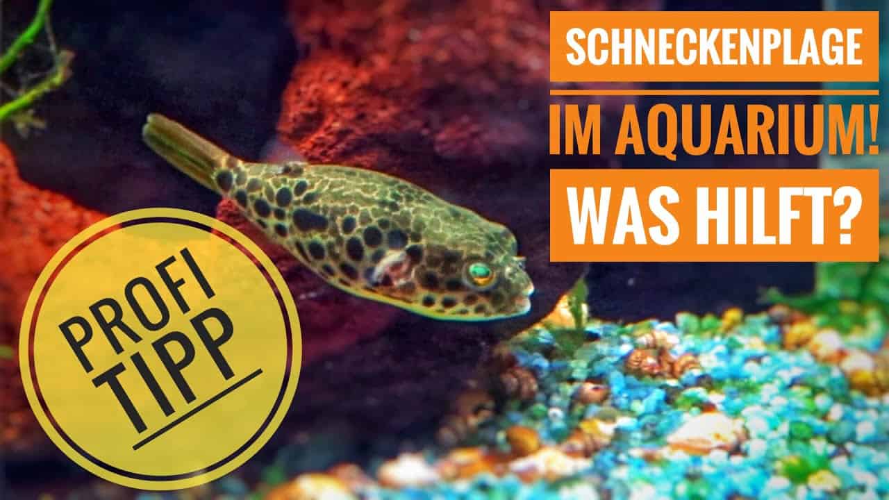 AQUaddicted! – Video Tipp:  Zu viele Schnecken im Aquarium. Was Hilft?!