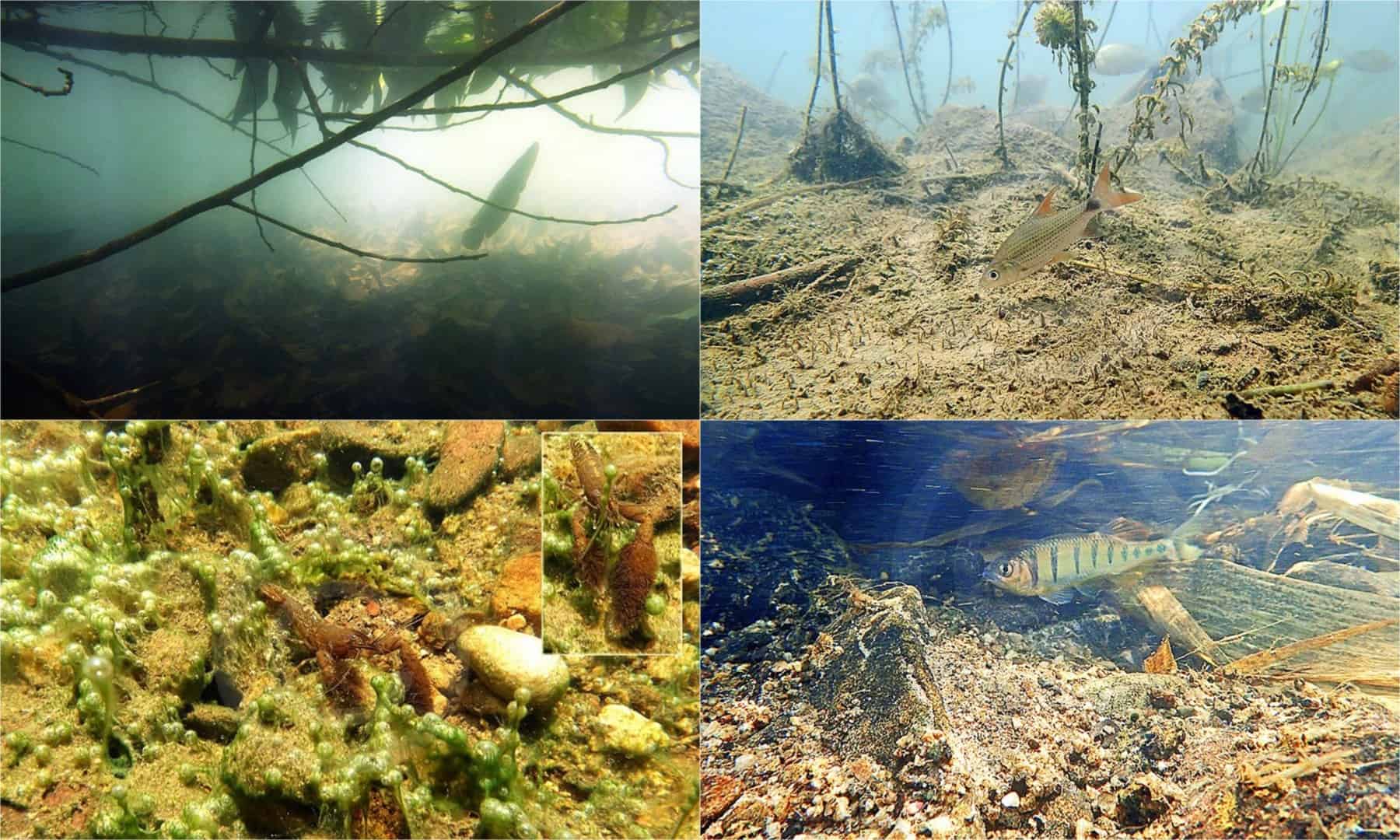 Zierfische in der freien Natur Vol. 8