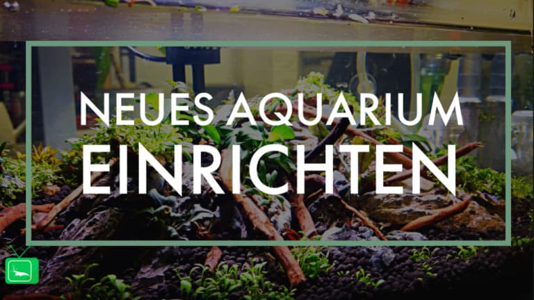 GarnelenTv: Aquarium einrichten