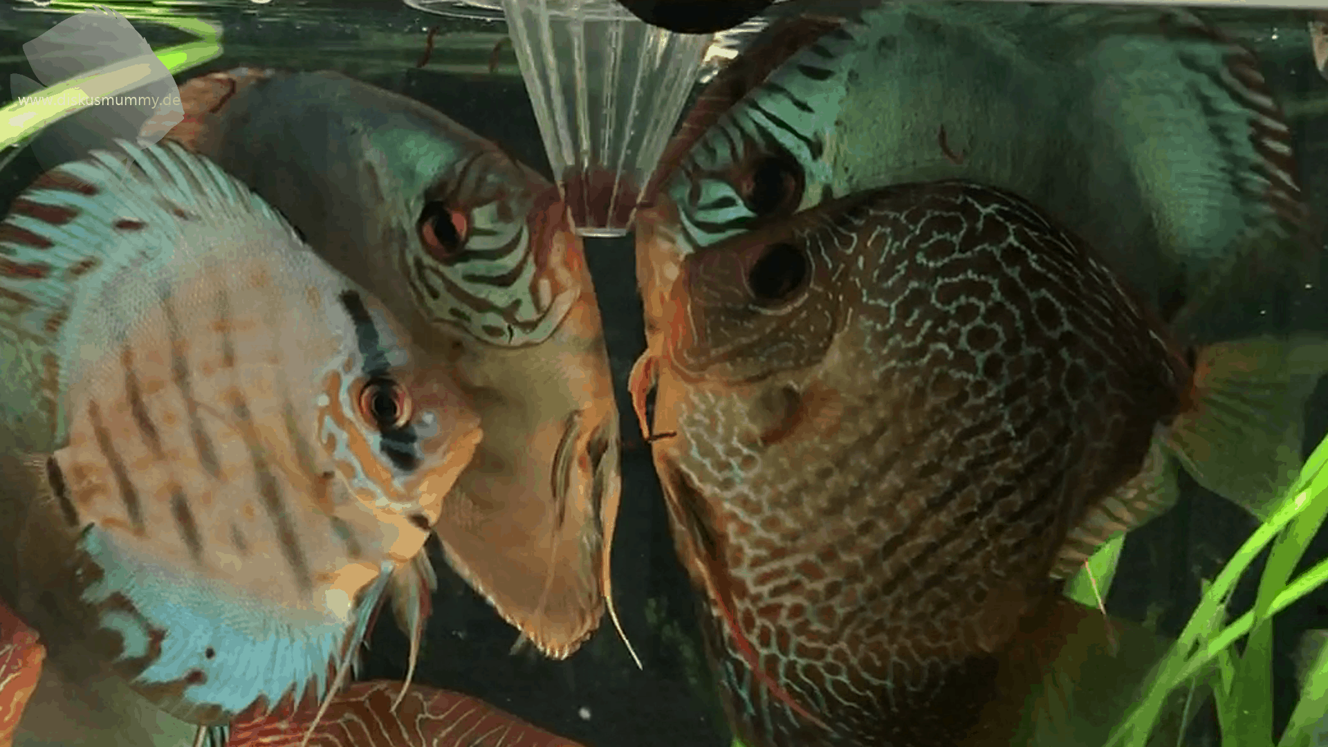 5 Low-budget Hack für Dein Aquarium 2