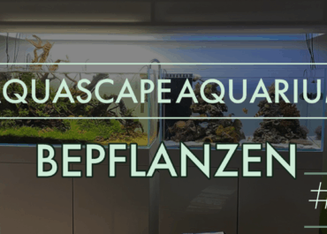 GarnelenTv: Ein Aquascape  bepflanzen