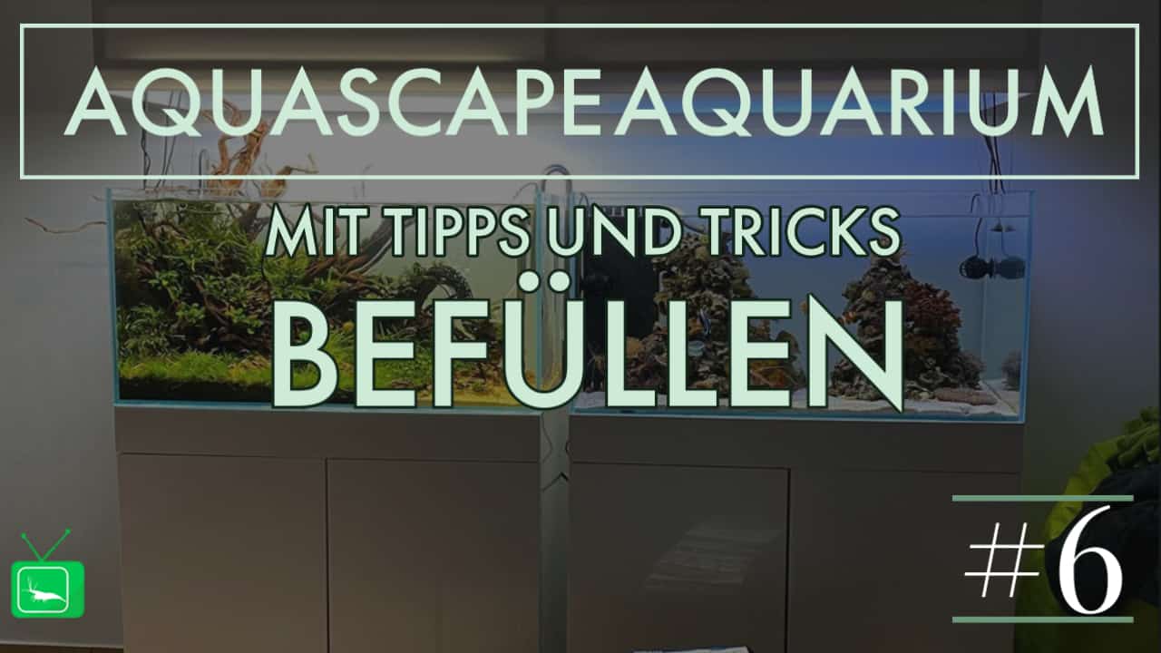GarnelenTv: Aquascape Aquarium mit Wasser befüllen