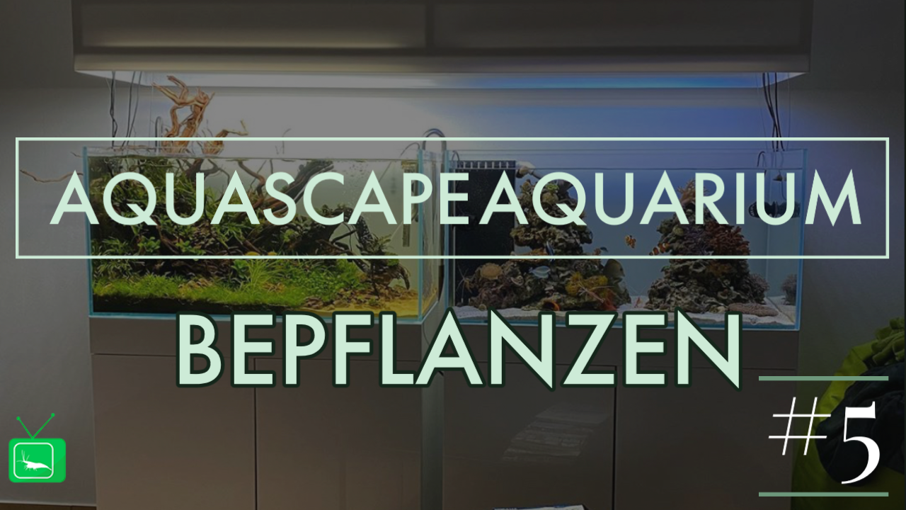 GarnelenTv: Ein Aquascape bepflanzen