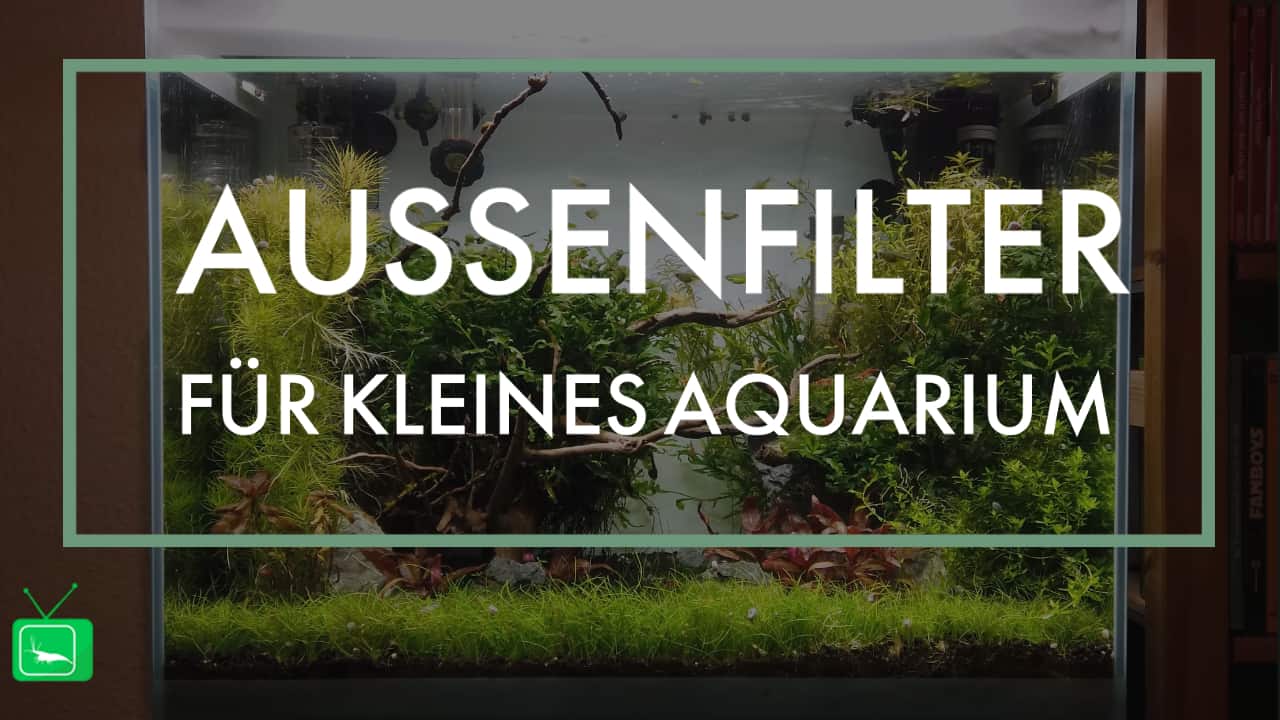 GarnelenTv: Kleiner Außenfilter für ein kleines Aquarium