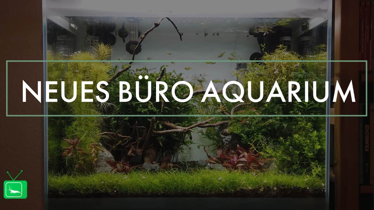 GarnelenTv: Aquarium im Büro