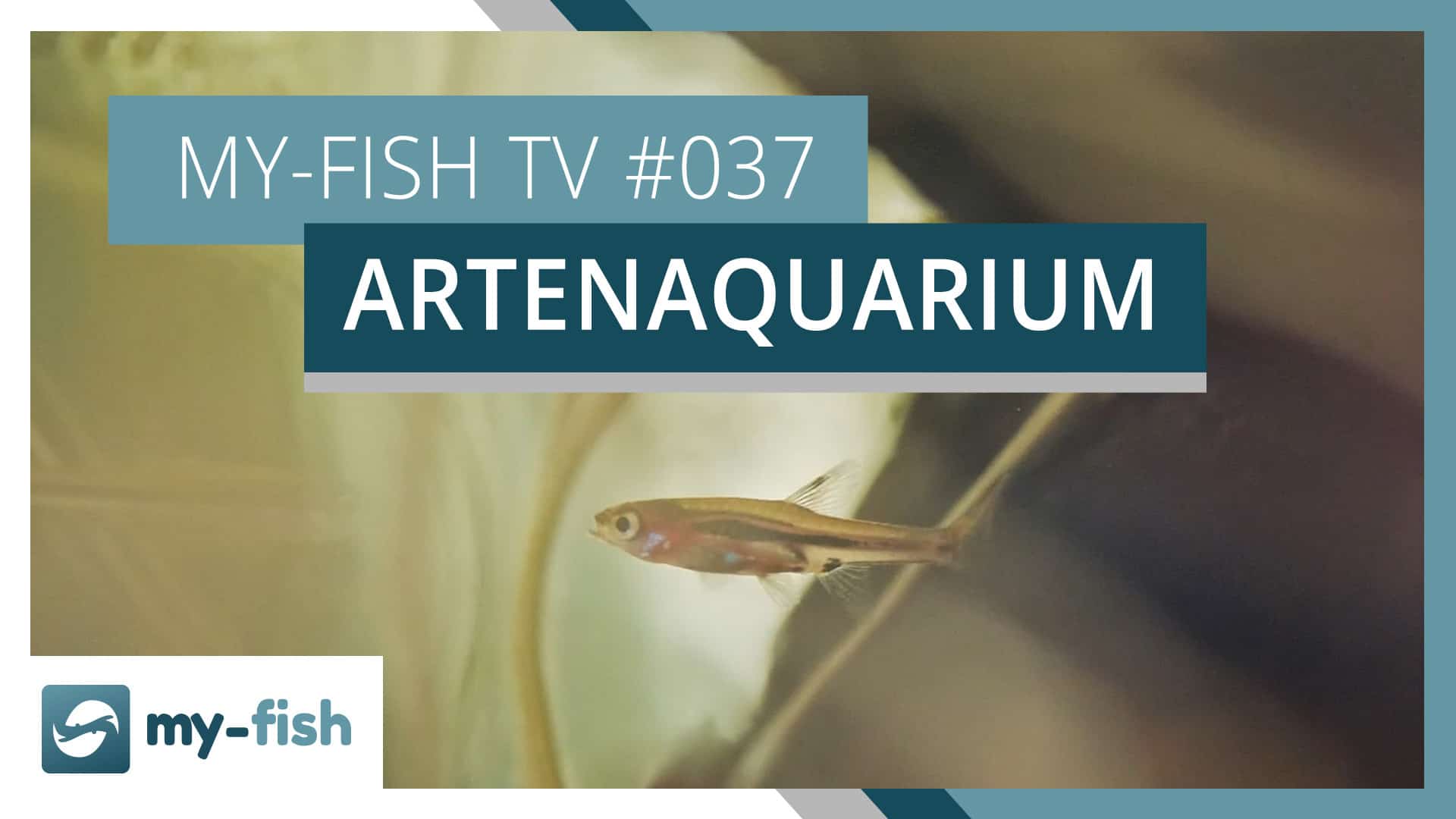 my-fish TV: Das Artenaquarium