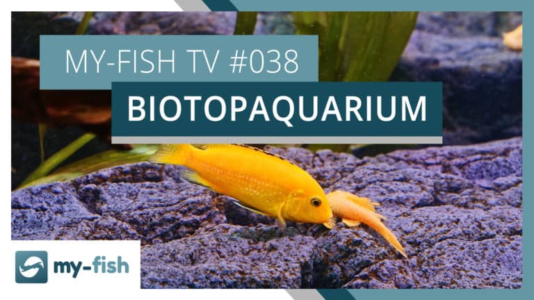 my-fish TV: Das Biotopaquarium