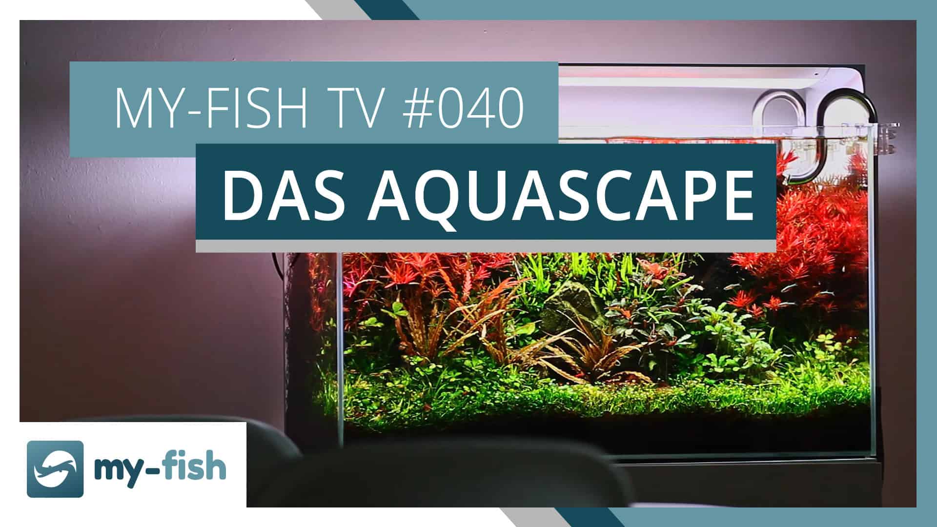 my-fish TV: Das Aquascape