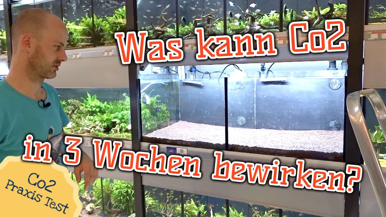 AQUaddicted! – Video Tipp: Das CO2 Vergleichsaquarium