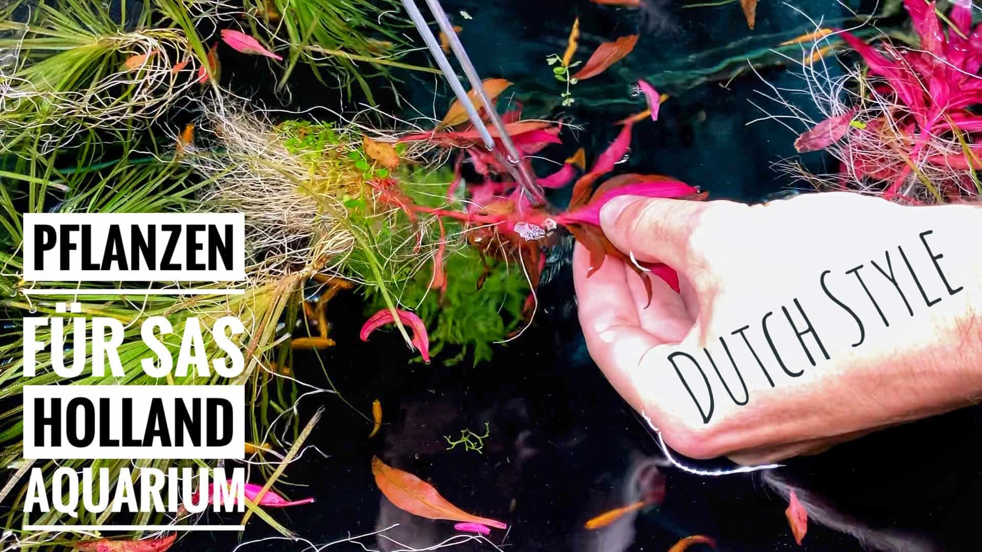 AQUaddicted! – Video Tipp: Pflanzen für ein Hollandaquarium