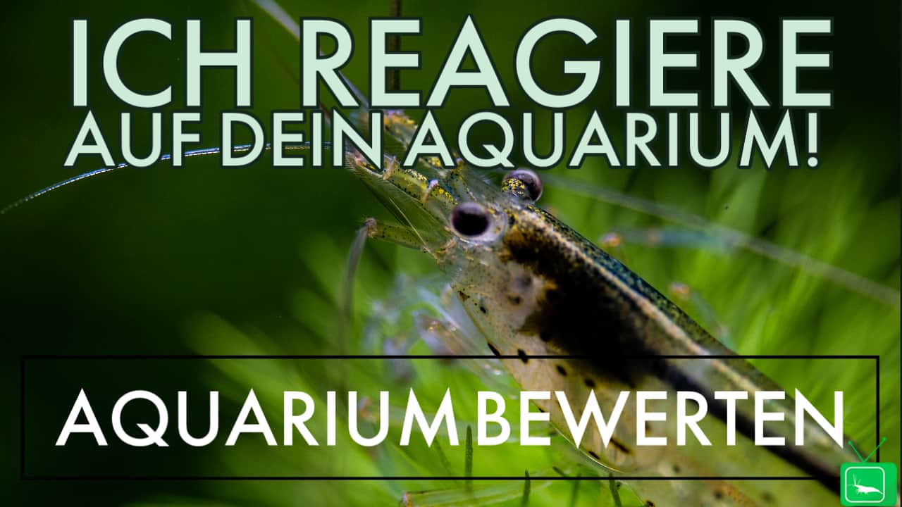 GarnelenTv: Aquarium Reaktion 2.0