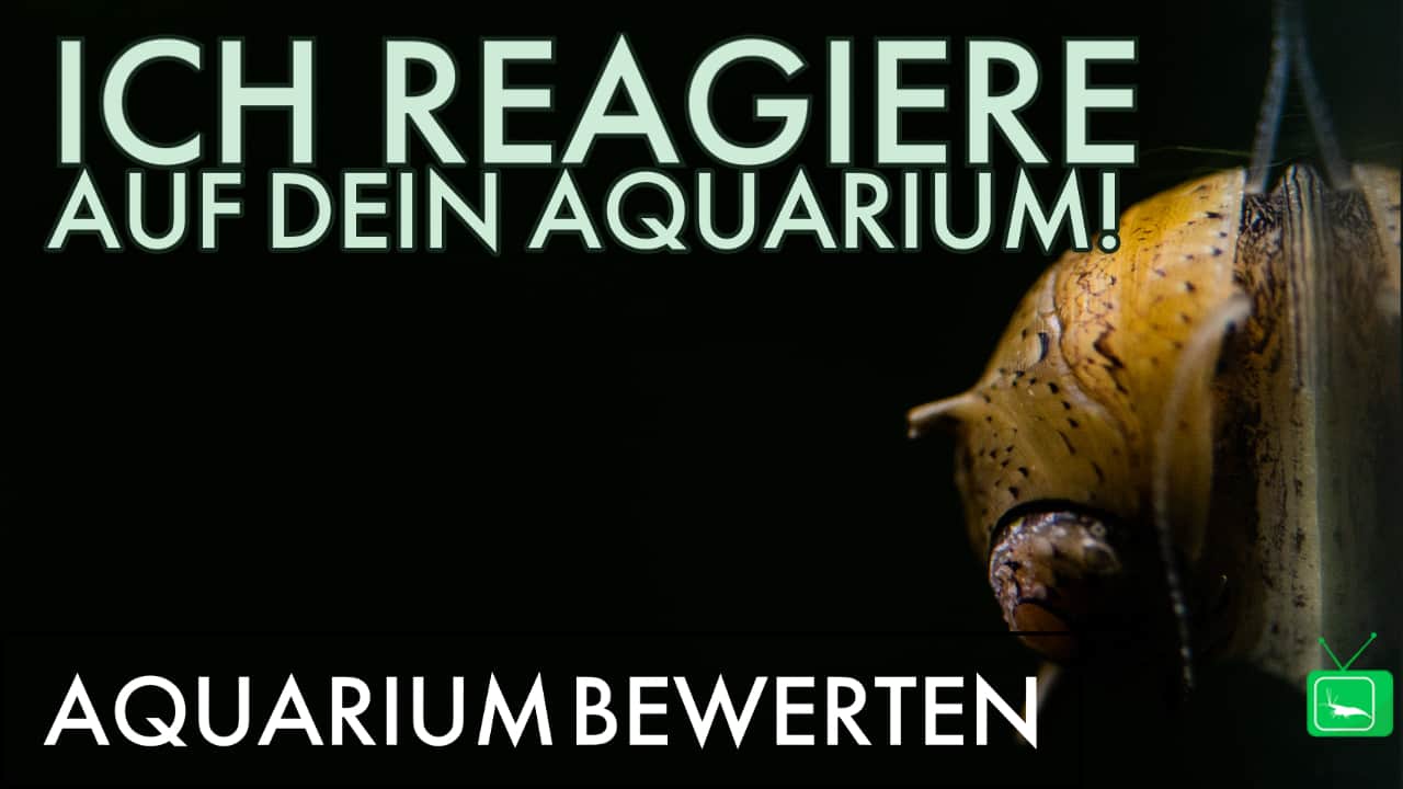 GarnelenTv: Aquarium Reaktion 3.0