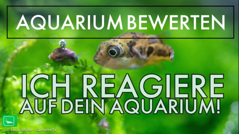 GarnelenTv: Aquarium Reaktion