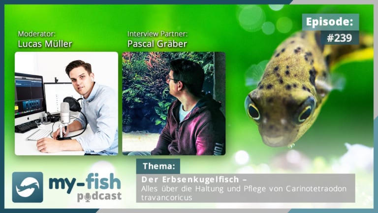 Podcast Episode #239: Der Erbsenkugelfisch – Alles über die Haltung und Pflege von Carinotetraodon travancoricus‎ (Pascal Gräber)