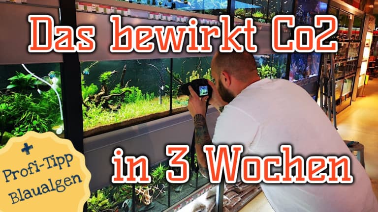AQUaddicted! - Video Tipp:  Was CO2 in nur 3 Wochen bewirkt
