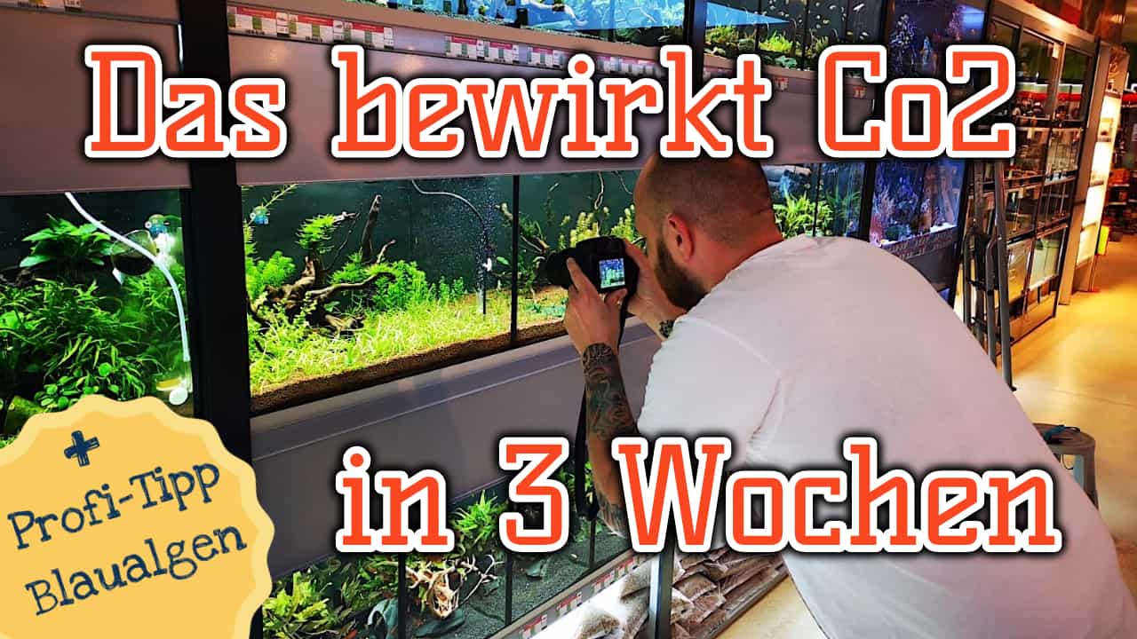 AQUaddicted! – Video Tipp:  Was CO2 in nur 3 Wochen bewirkt