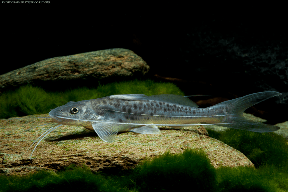 Callophysus macropterus WF Peru 10-12cm