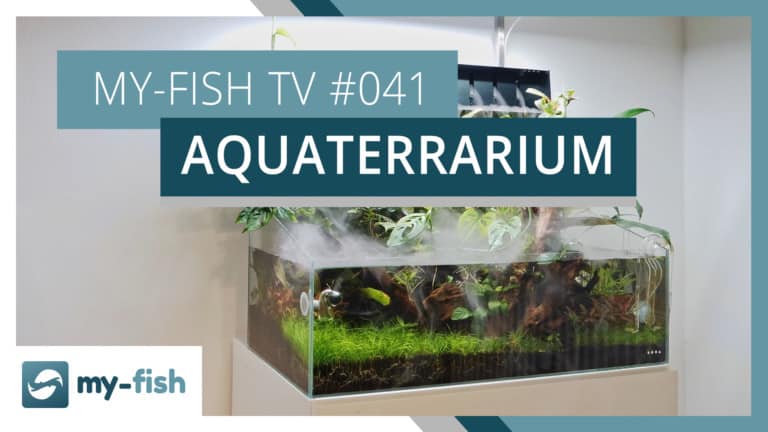 my-fish TV: Das Aquaterrarium