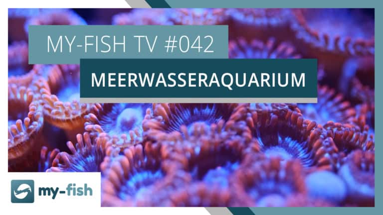 my-fish TV: Das Meerwasseraquarium