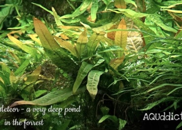 AQUaddicted! - Video Tipp: 1400 Liter XXL Pflanzenaquarium