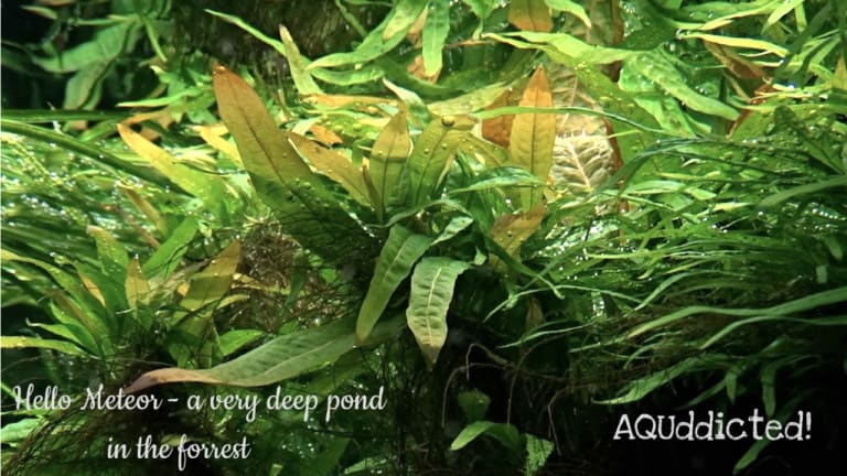 AQUaddicted! - Video Tipp: 1400 Liter XXL Pflanzenaquarium