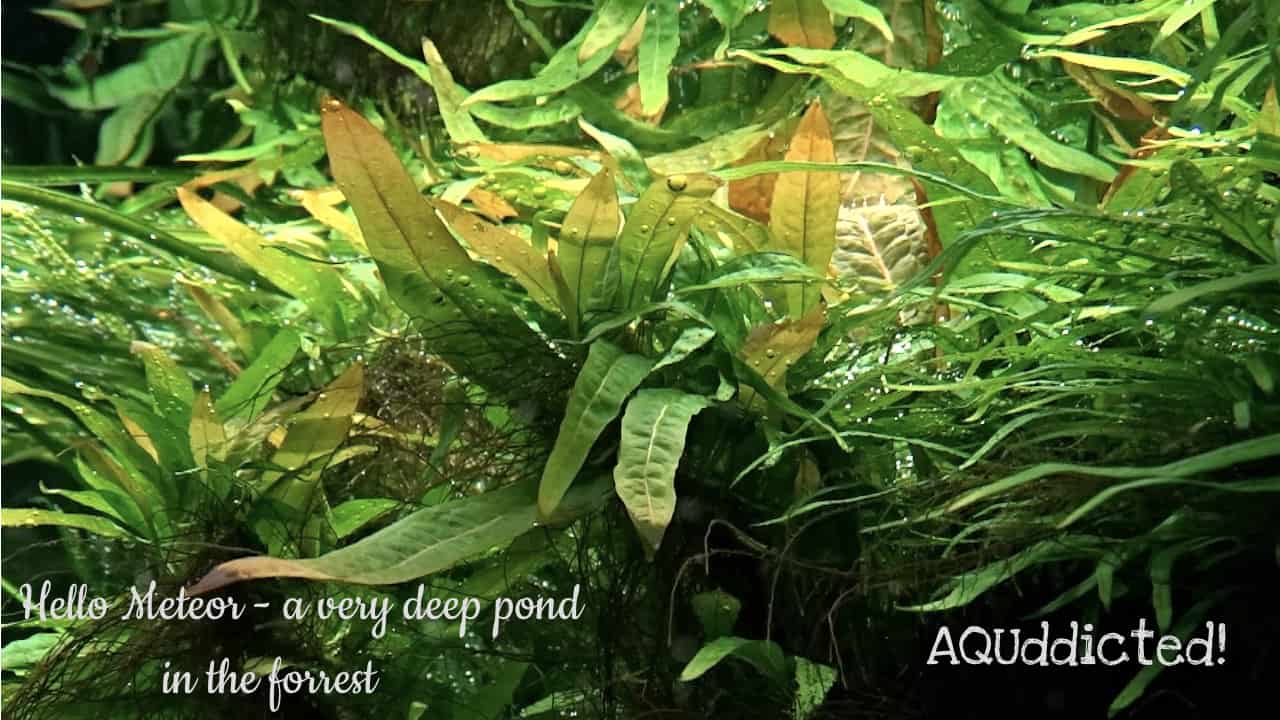 AQUaddicted! – Video Tipp: 1400 Liter XXL Pflanzenaquarium