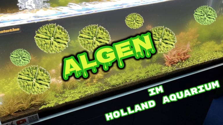 AQUaddicted! - Video Tipp: Das Holland Aquarium nach der Einfahrphase.