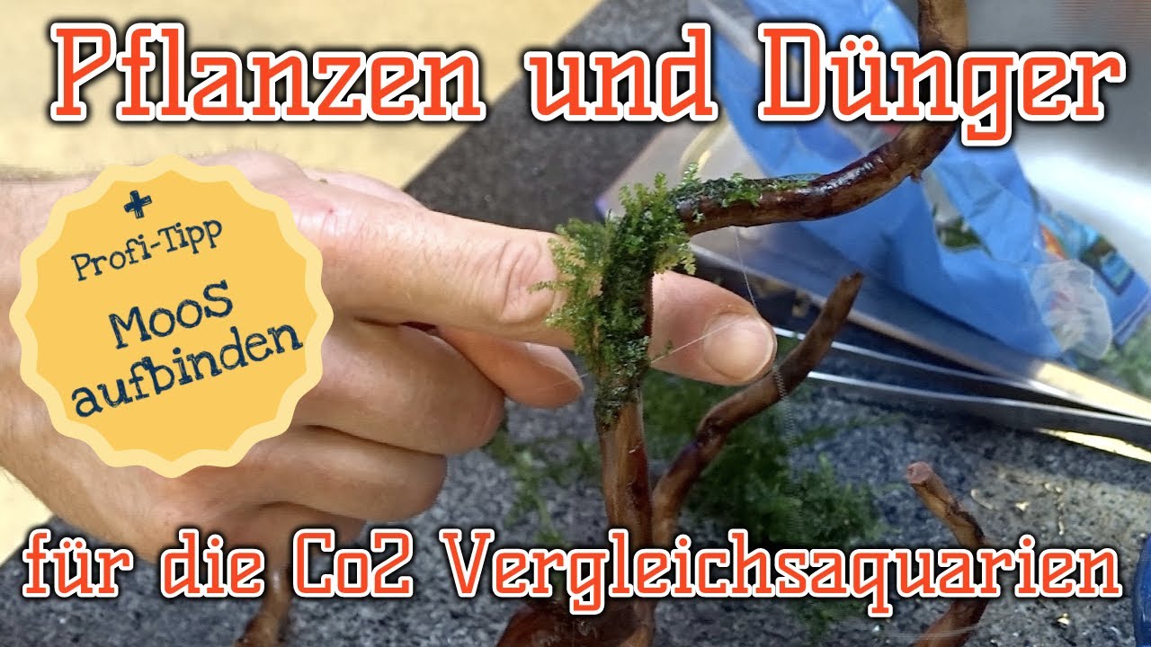 AQUaddicted! – Video Tipp: Pflanzen für das CO2 Vergleichsaquarium