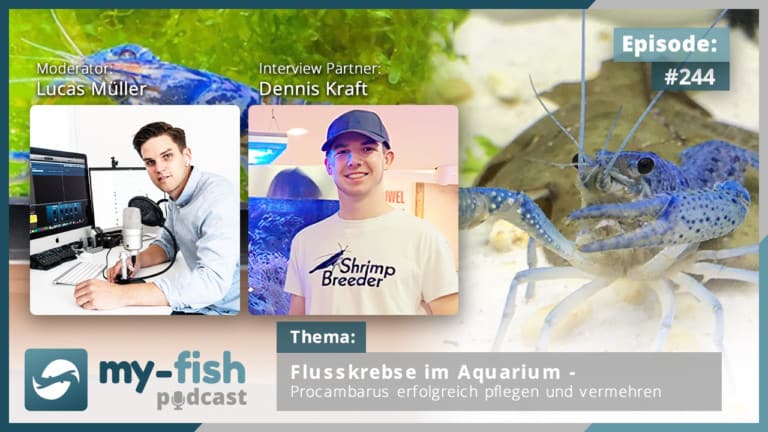 Podcast Episode #246: Große Flusskrebse im Aquarium - Die bunten Cherax richtig halten (Dennis Kraft)