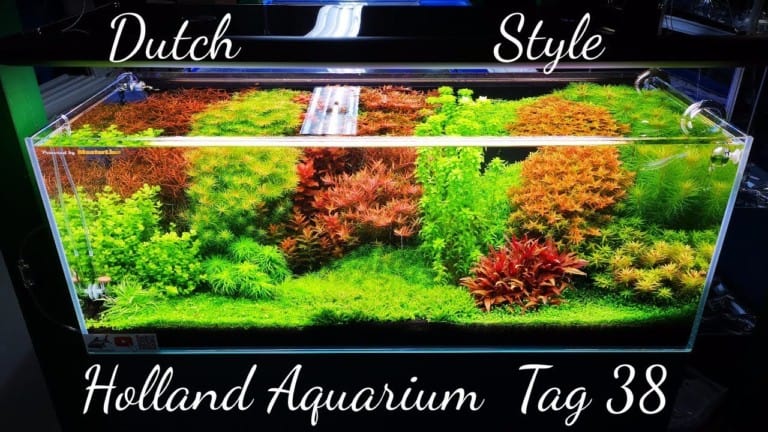 AQUaddicted! - Video Tipp: Neue Pflanzen im Hollandaquarium