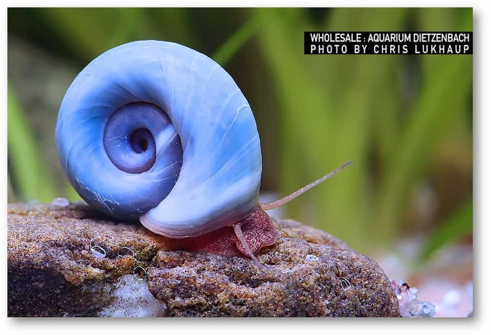 Helisoma cf.anceps (Planorbella duryi) - Posthorn Schnecke "Blaue"