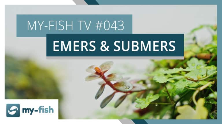 my-fish TV: Aquarienpflanzen über und unter Wasser