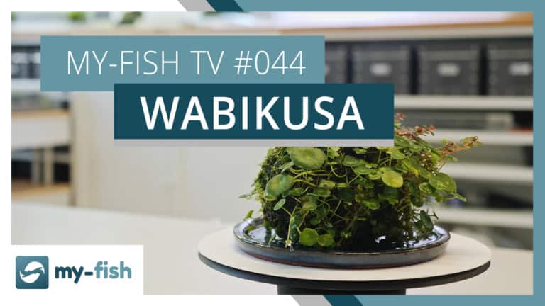 my-fish TV: Wasserpflanzen emers in einem Wabikusa halten