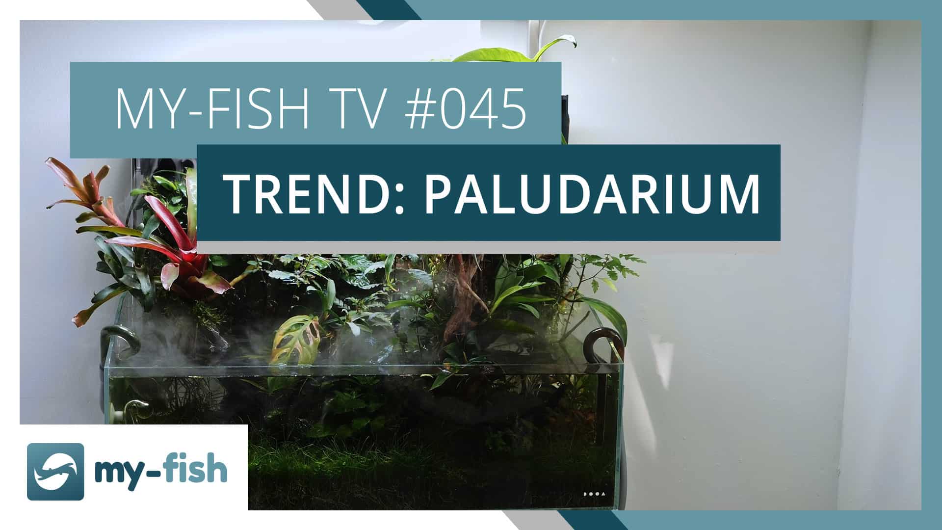 my-fish TV: Das Paludarium als Übergangsform zwischen Aquarium und Terrarium