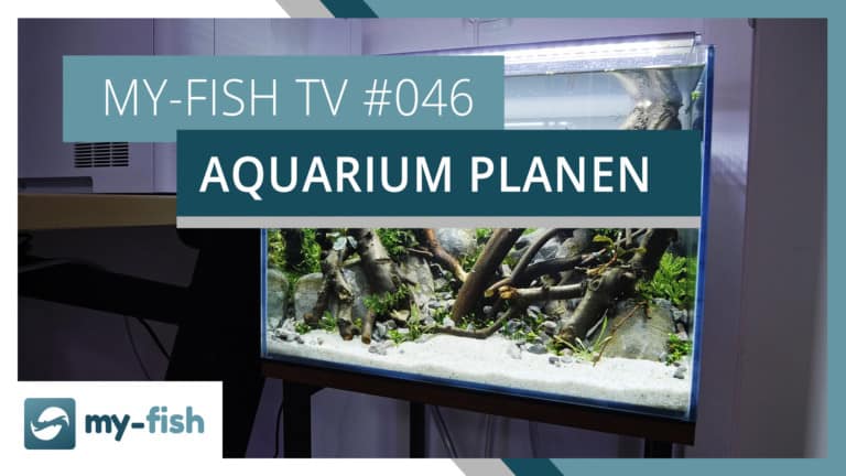 my-fish TV: Ein neues Aquarium planen