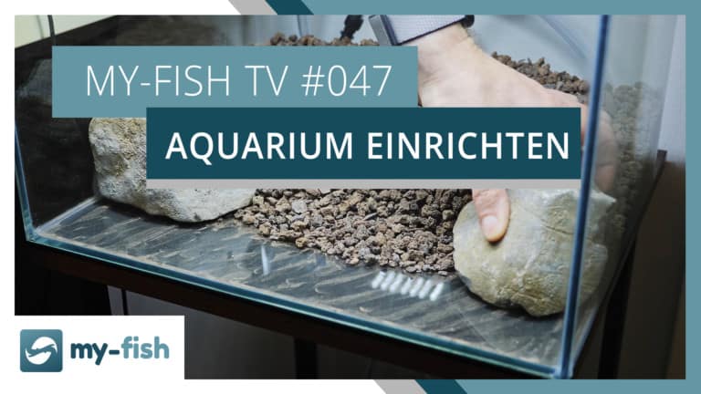 my-fish TV: Ein neues Aquarium einrichten