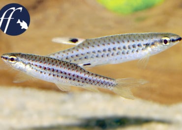 Franky Friday: Biotopaquarium (Teil 4): Begleitfische für den Roten Neon