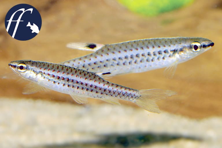 Franky Friday: Biotopaquarium (Teil 4): Begleitfische für den Roten Neon