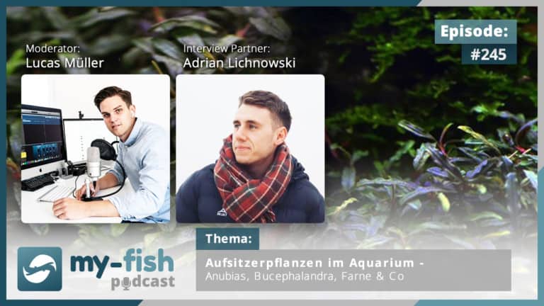 Podcast Episode #245: Aufsitzerpflanzen im Aquarium - Anubias, Bucephalandra, Farne & Co (Adrian Lichnowski)