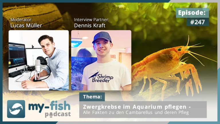Podcast Episode #247: Zwergkrebse im Aquarium pflegen - Alle Fakten zu den Cambarellus und deren Pflege (Dennis Kraft)