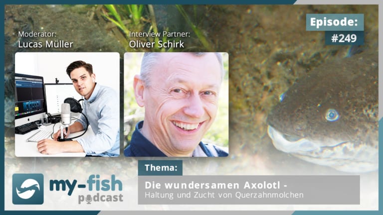 Podcast Episode #249: Die wundersamen Axolotl - Haltung und Zucht von Querzahnmolchen (Oliver Schirk)
