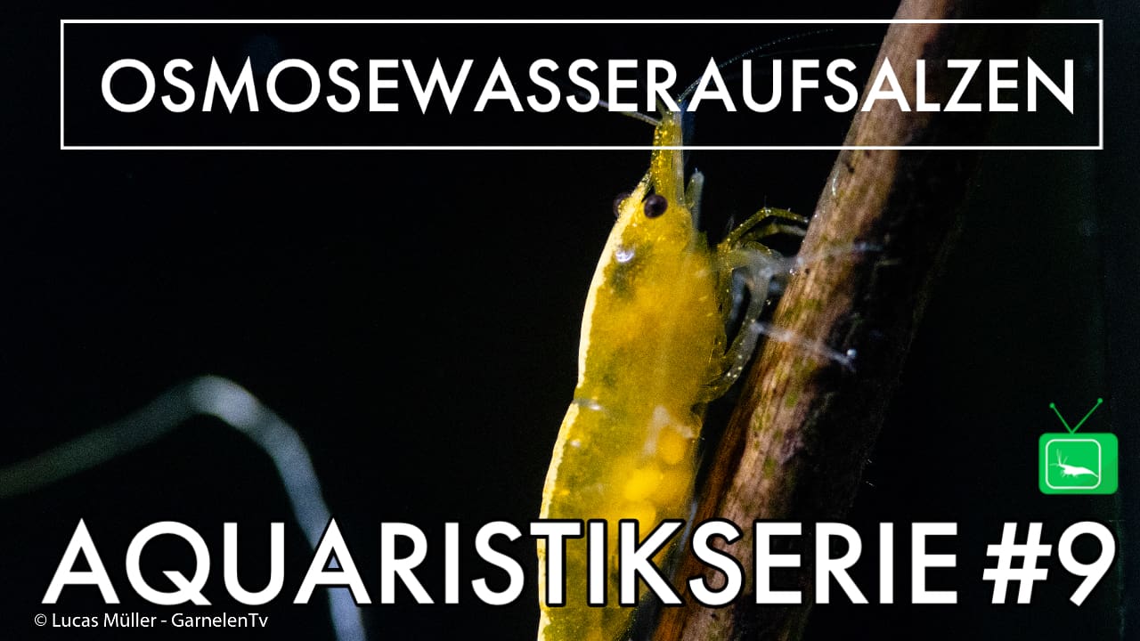 GarnelenTv: Osmosewasser aufsalzen