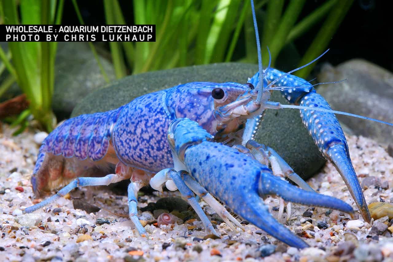 Blaue Flodidakrebse - Procambarus alleni