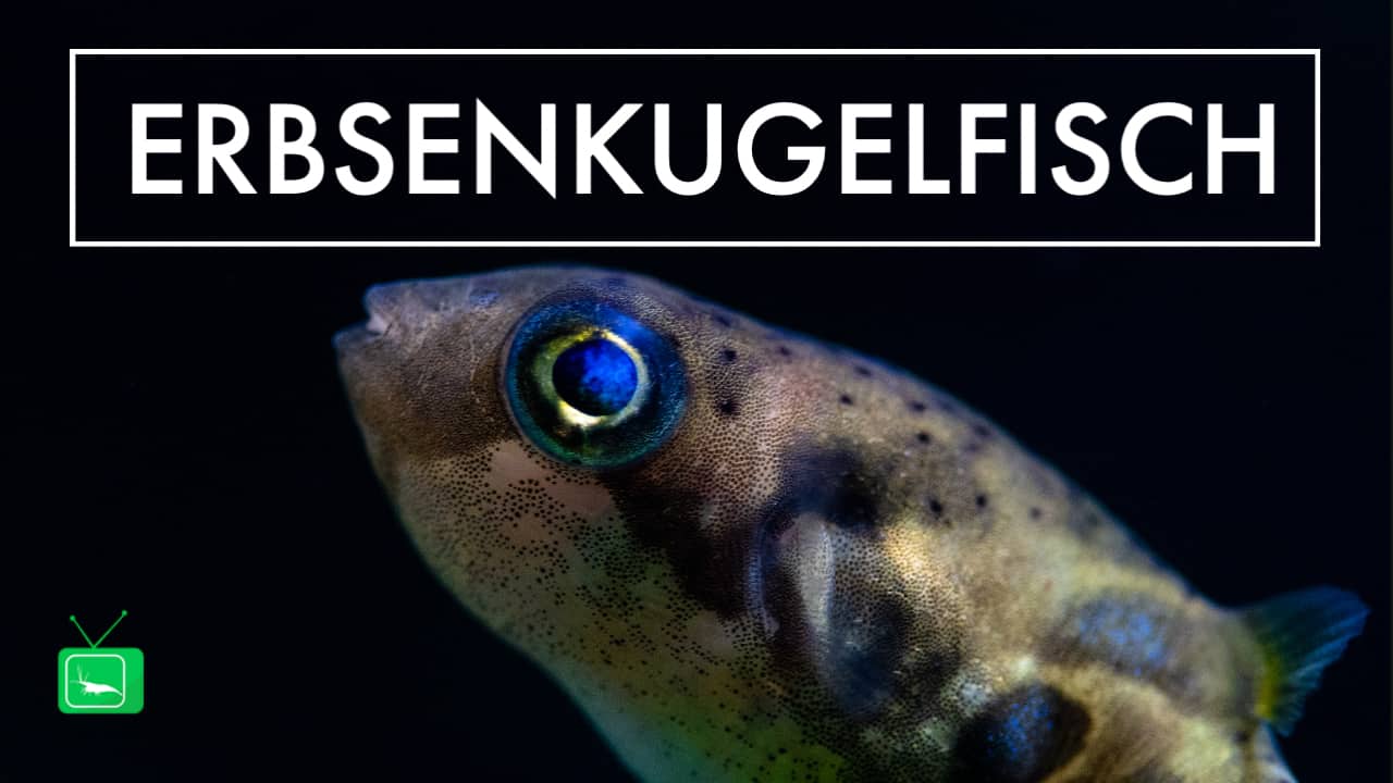 GarnelenTv: Der Erbsenkugelfisch – Zwergkugelfisch