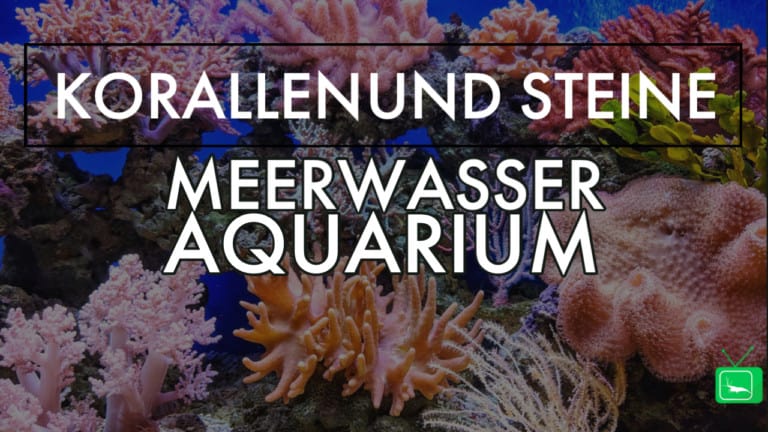 GarnelenTv: Korallen und Steine im Meerwasseraquarium