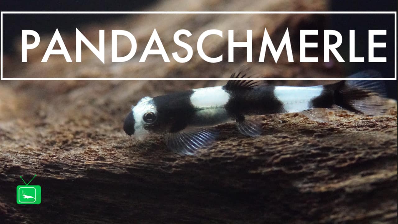 GarnelenTv: Pandaschmerle