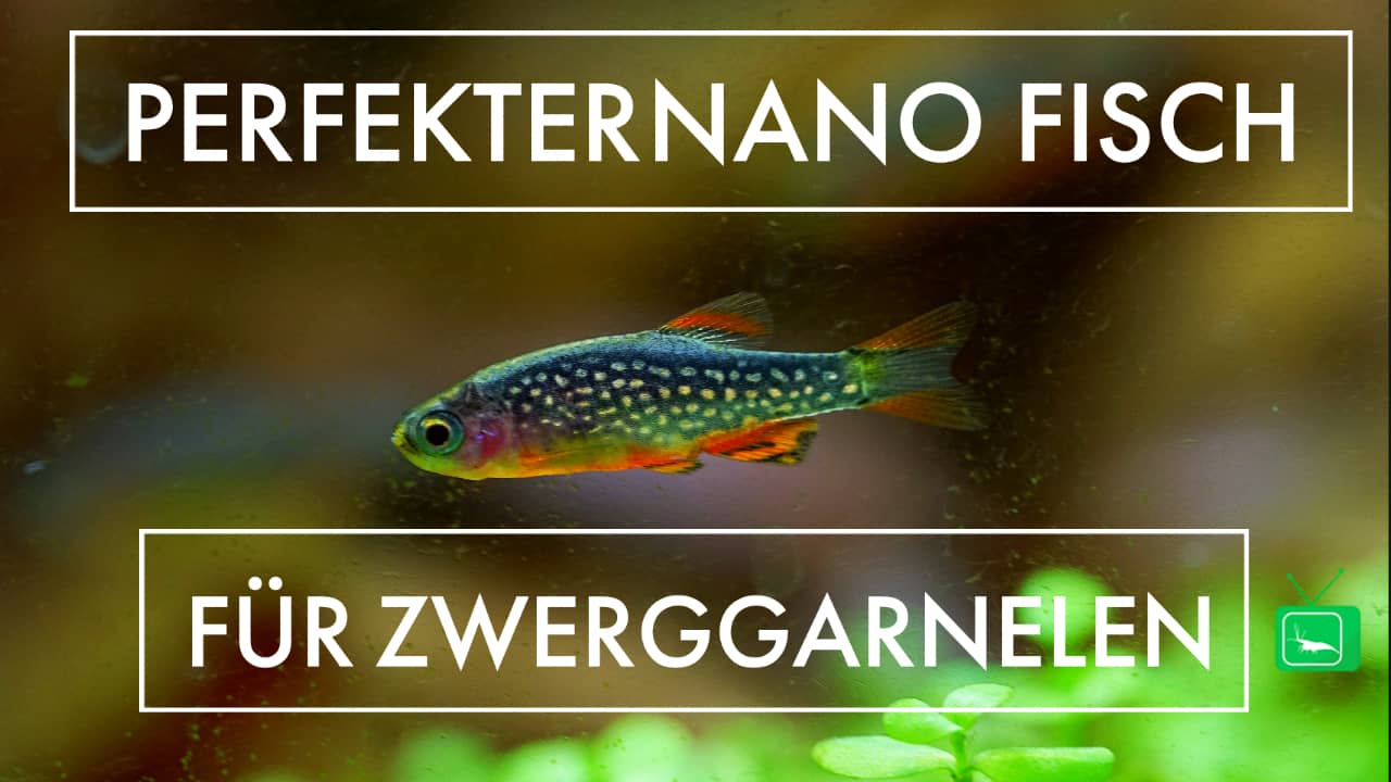 GarnelenTv: Perlhuhnbärbling – Danio margaritatus