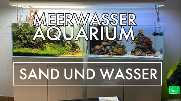 GarnelenTv: Meerwasseraquarium | Sand und Wasser