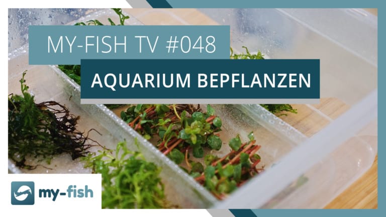 my-fish TV: Ein Aquarium richtig bepflanzen